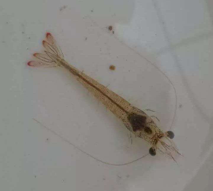高溫多雨天氣，白蝦養(yǎng)殖需要注意哪些問題