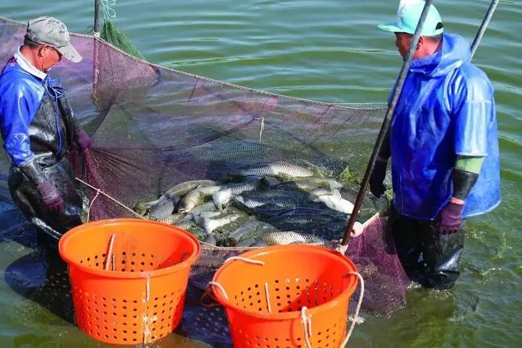 近期草魚苗指環(huán)蟲病害多發(fā)，建議先凈水后殺蟲消毒